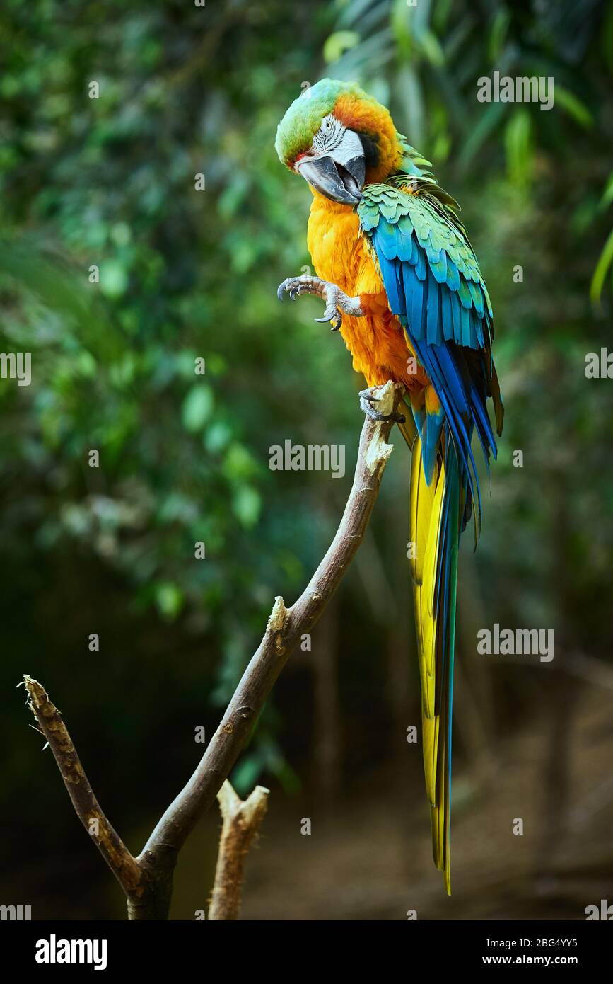 Macaw bleu et jaune assis sur une branche (Ara ararauna) Banque D'Images