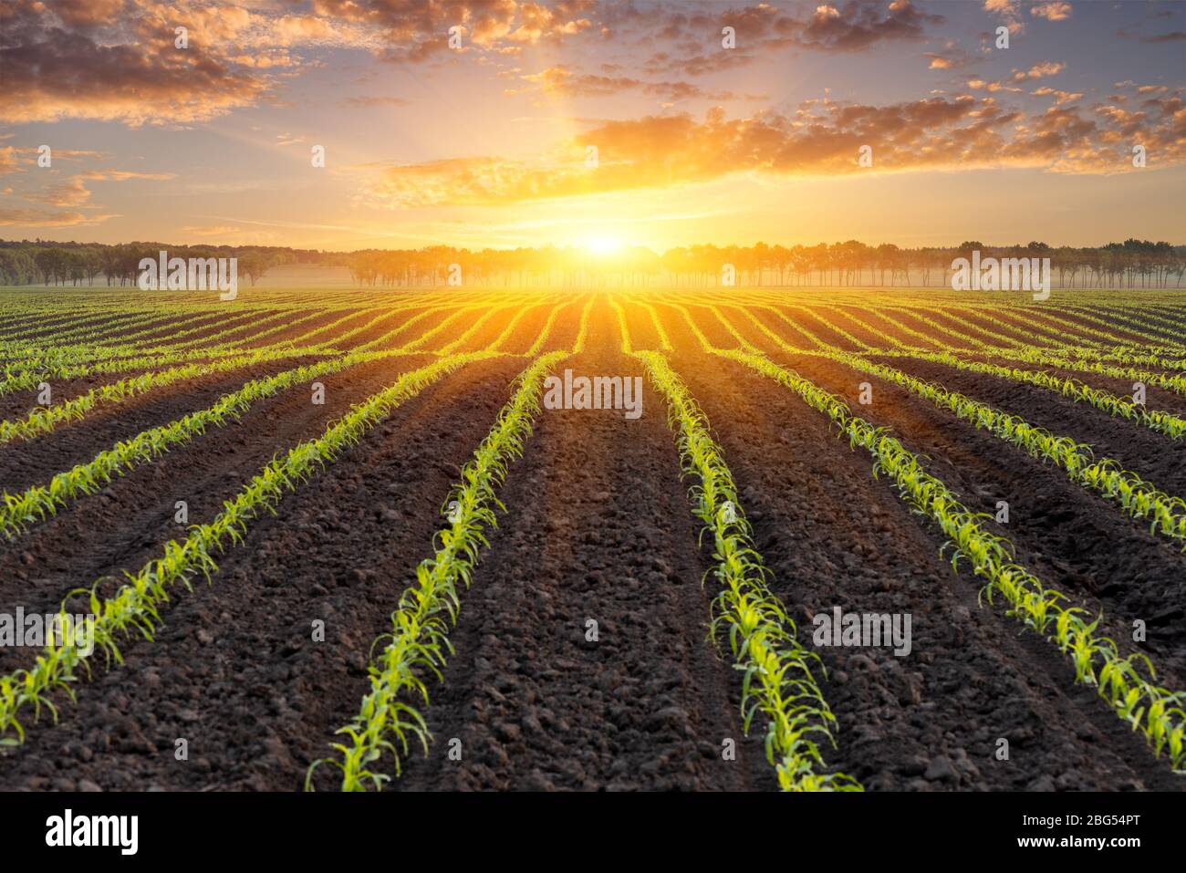 Lever du soleil sur un champ de maïs jeune. Contexte naturel pour la conception sur le thème de l'industrie agricole Banque D'Images