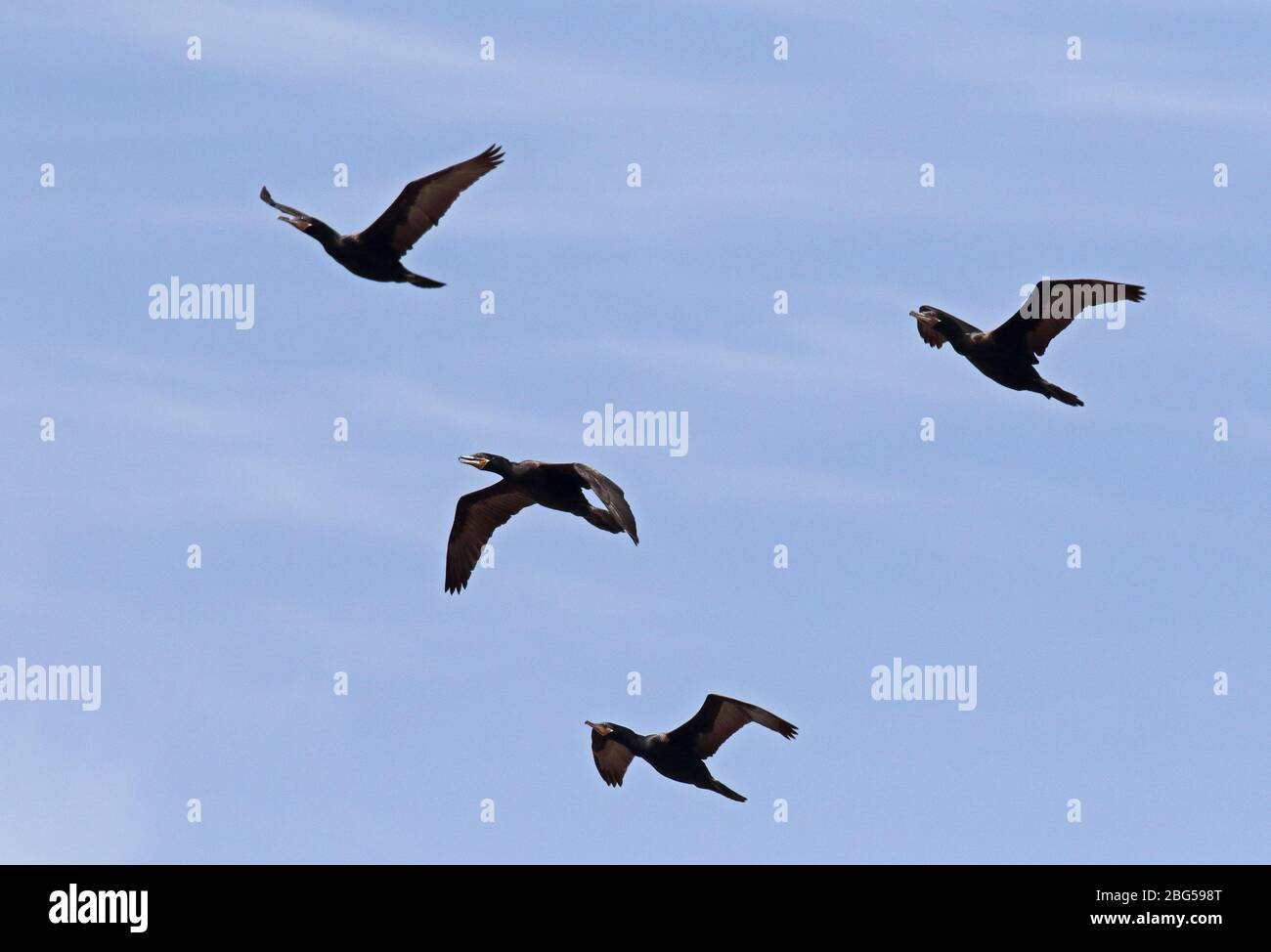 Cormorant néotropical (Phalacrocorax brasilianus brasilianus) quatre adultes en vol Pantanos de Villa, Pérou Mars Banque D'Images
