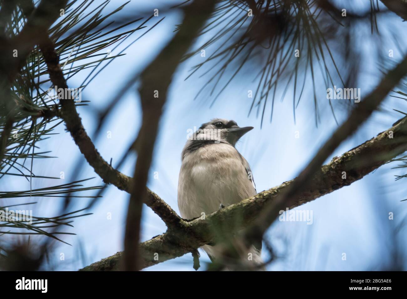 Blue Jay perché sur la branche à Springtime Banque D'Images