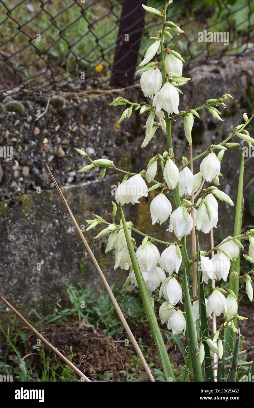 Fleur de jacinthe. Fleurs blanches avec de petites cloches se forment sur une tige verte Banque D'Images