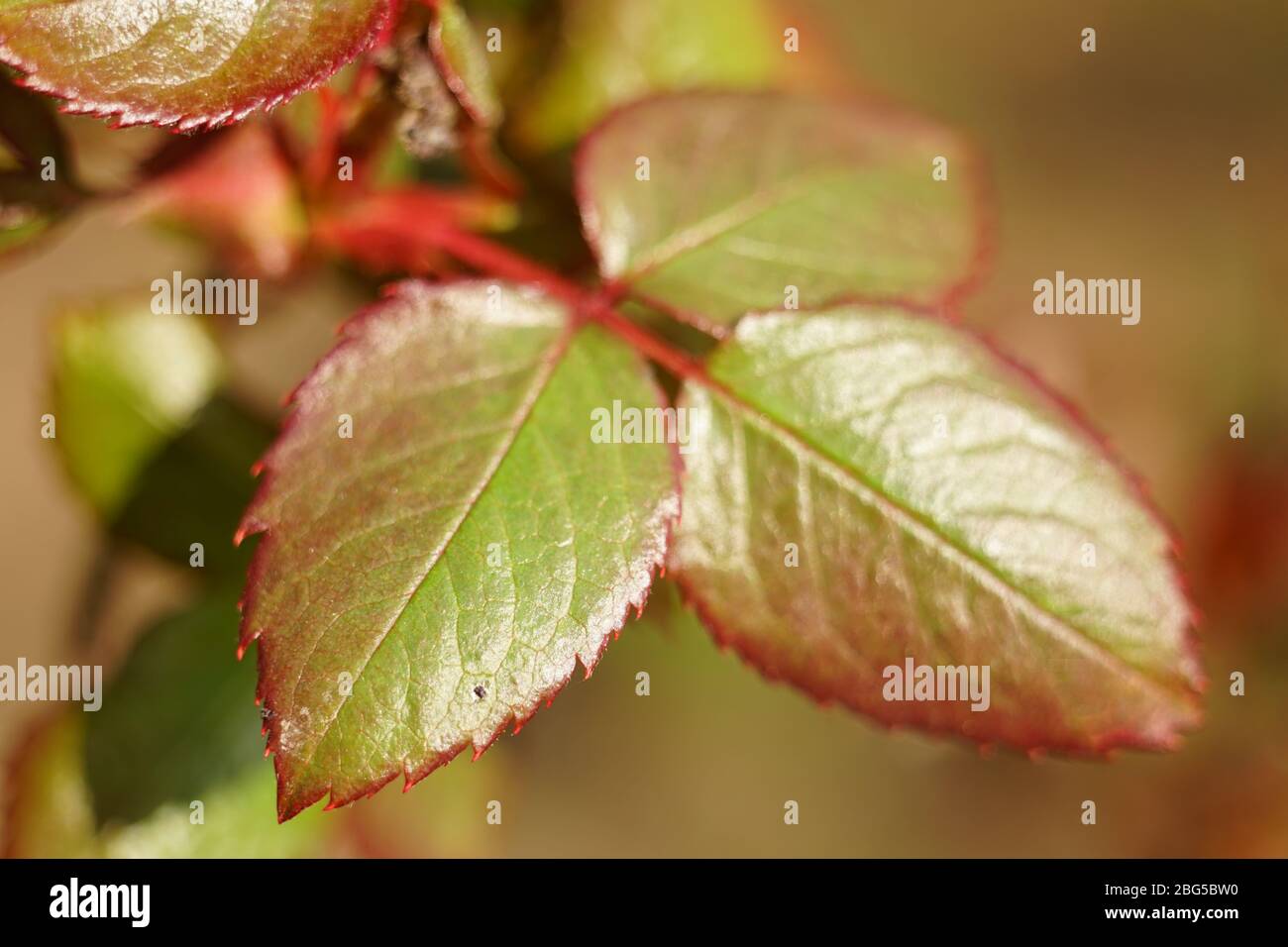 Belles feuilles vertes fraîches de fleur de rose, photo macro Banque D'Images