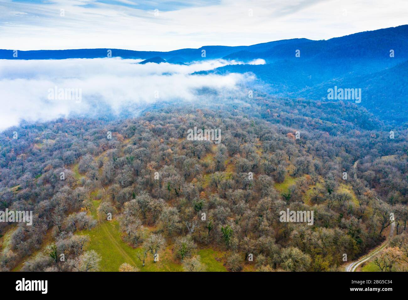 Forêt caduque et brouillard. Vue aérienne. Banque D'Images
