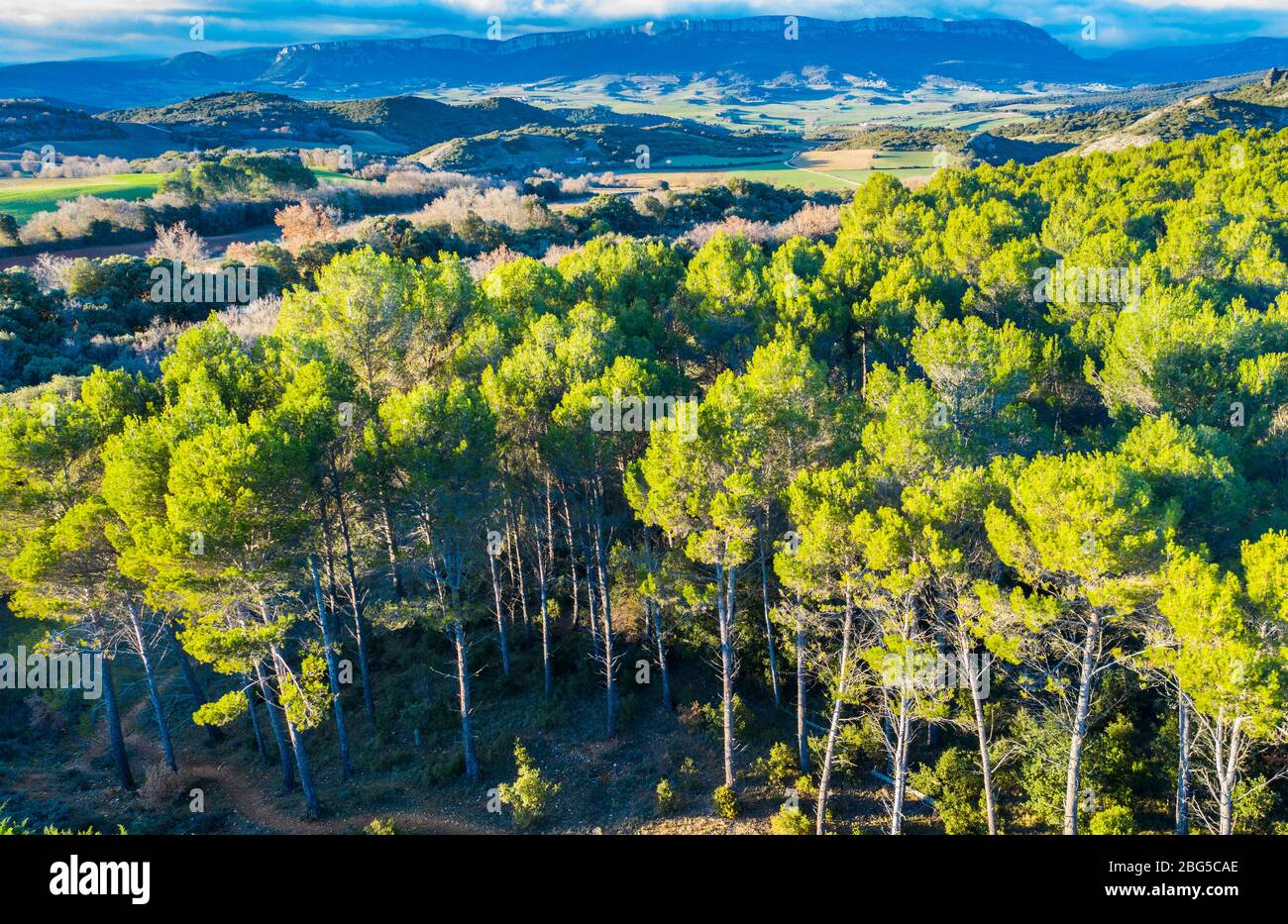 Pinède Paysage de pinède. Vue aérienne Photo Stock - Alamy
