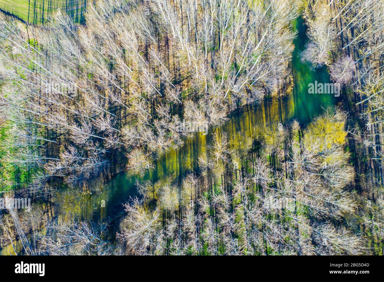 Rivière et peuplier grove. Vue aérienne. Banque D'Images