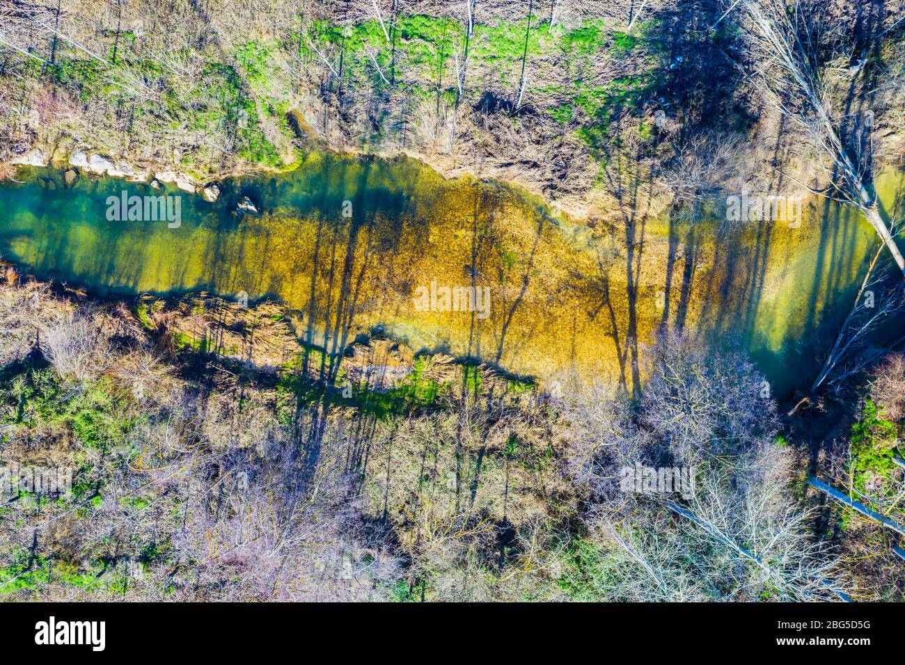 Rivière et peuplier grove. Vue aérienne. Banque D'Images