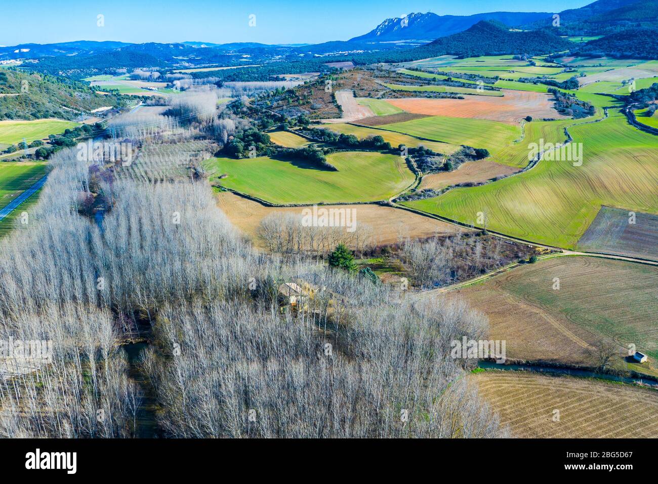 Zone agricole et peuplier grove. Banque D'Images