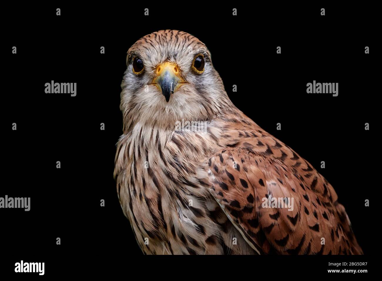 Gros plan du kestrel commun (Falco tinnunculus) isolé sur fond noir Banque D'Images