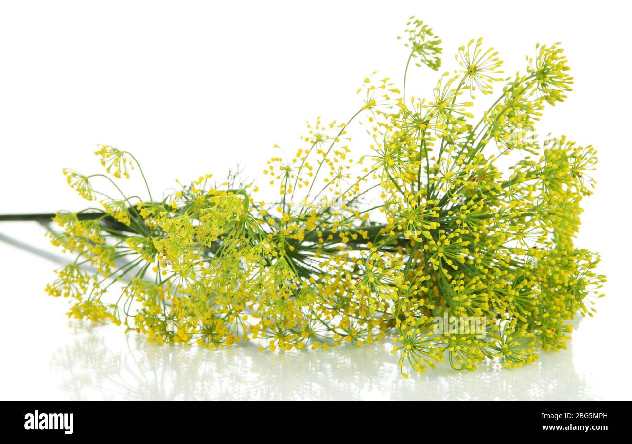 Aneth fleur isolated on white Banque D'Images