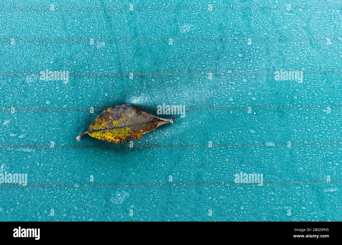 Feuille gelée sur le pare-brise de voiture gelé Banque D'Images