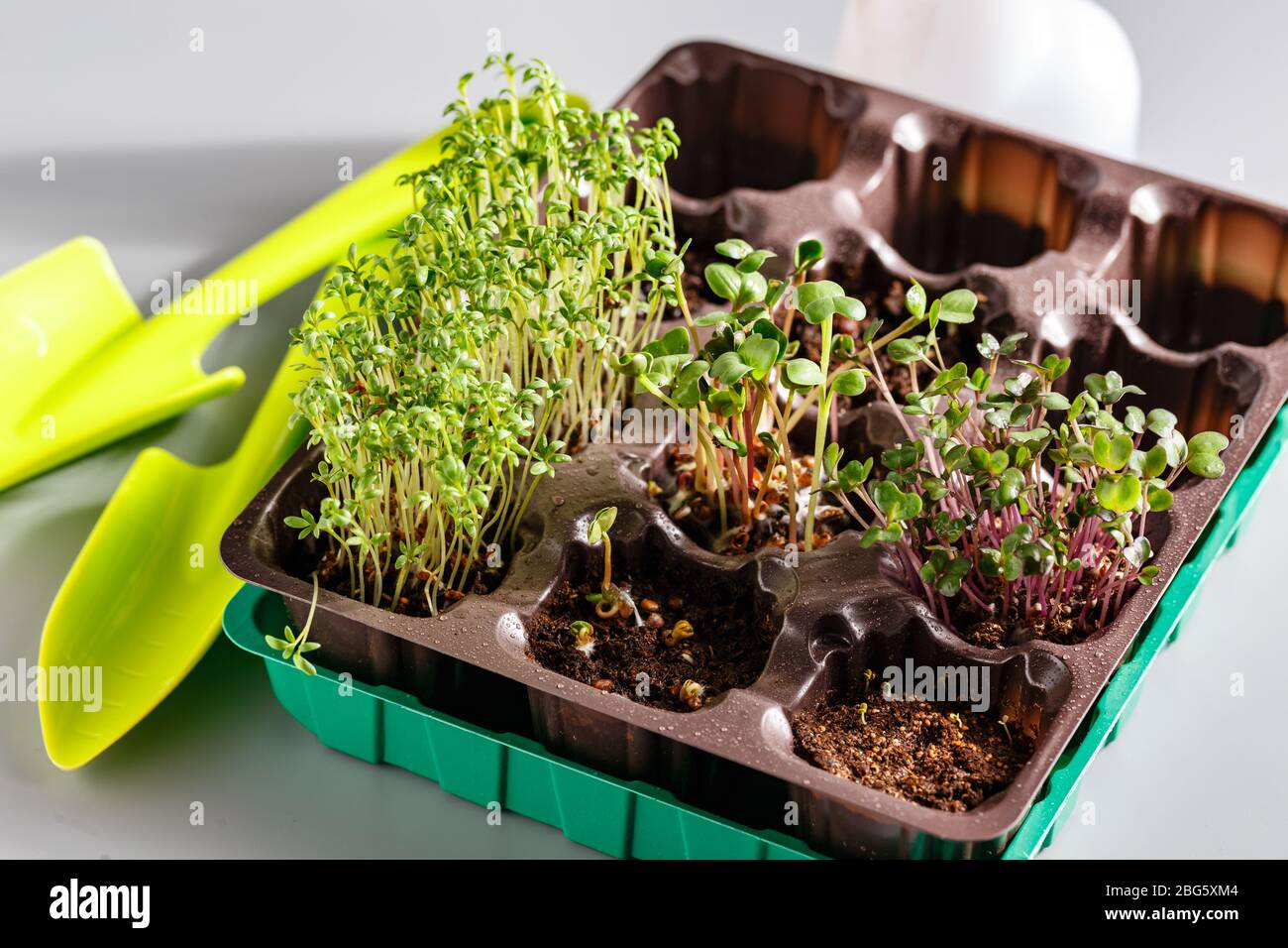 Le microvert dans des plateaux en plastique pour planter de jeunes plantes et des pelles. Les microverts sont de jeunes légumes verts ou des germes, des superaliments, le concept d'une héa Banque D'Images