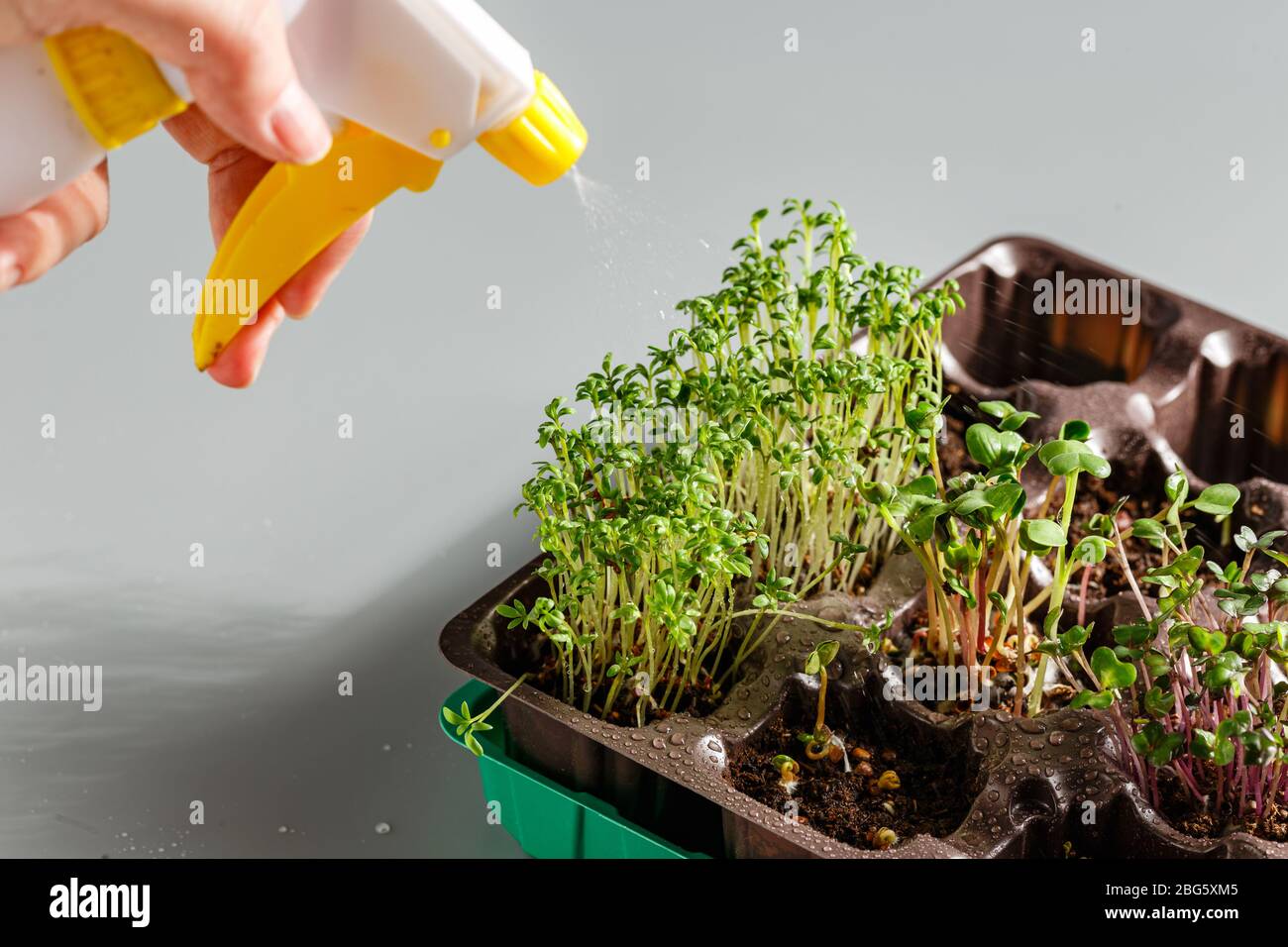 Le microvert dans des plateaux en plastique pour planter de jeunes plantes, des pelles et des vaporisateurs. Les microverts sont de jeunes légumes verts ou des germes, des superaliments, le concept o Banque D'Images