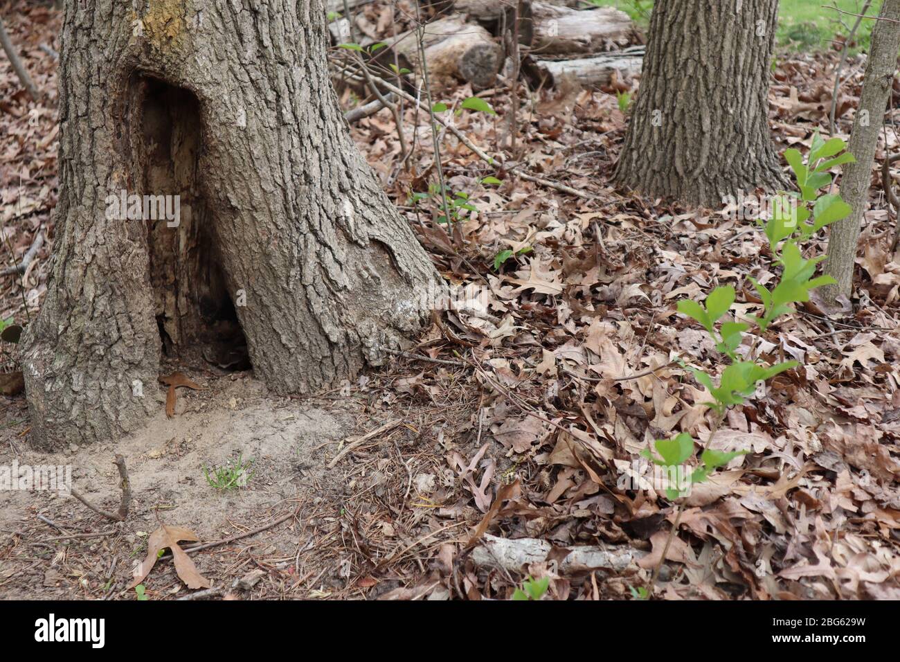 Une photo de la nature dans le Maryland Banque D'Images