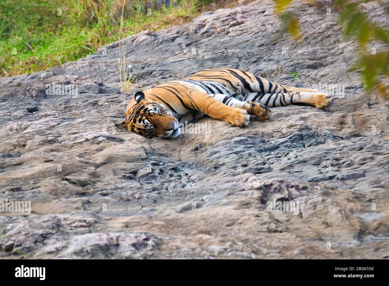 Magnifique tigre du Bengale royal reposant dans le parc national de Ranthambore, Rajasthan, Inde Banque D'Images
