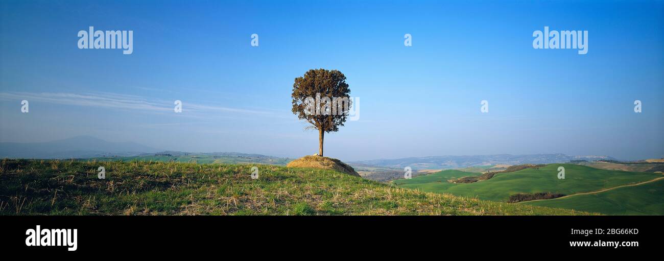 Italie. Toscane. Arbre solitaire sur le sommet de la colline. Banque D'Images