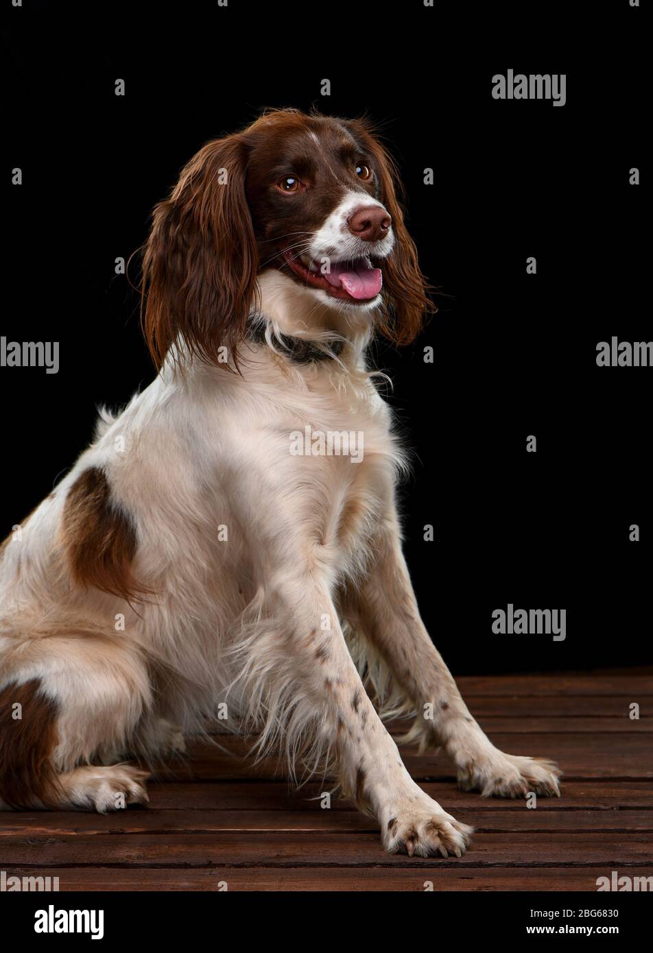 Studio images d'un espagnol Springer anglais avec un fond noir assis sur une base en bois. Banque D'Images
