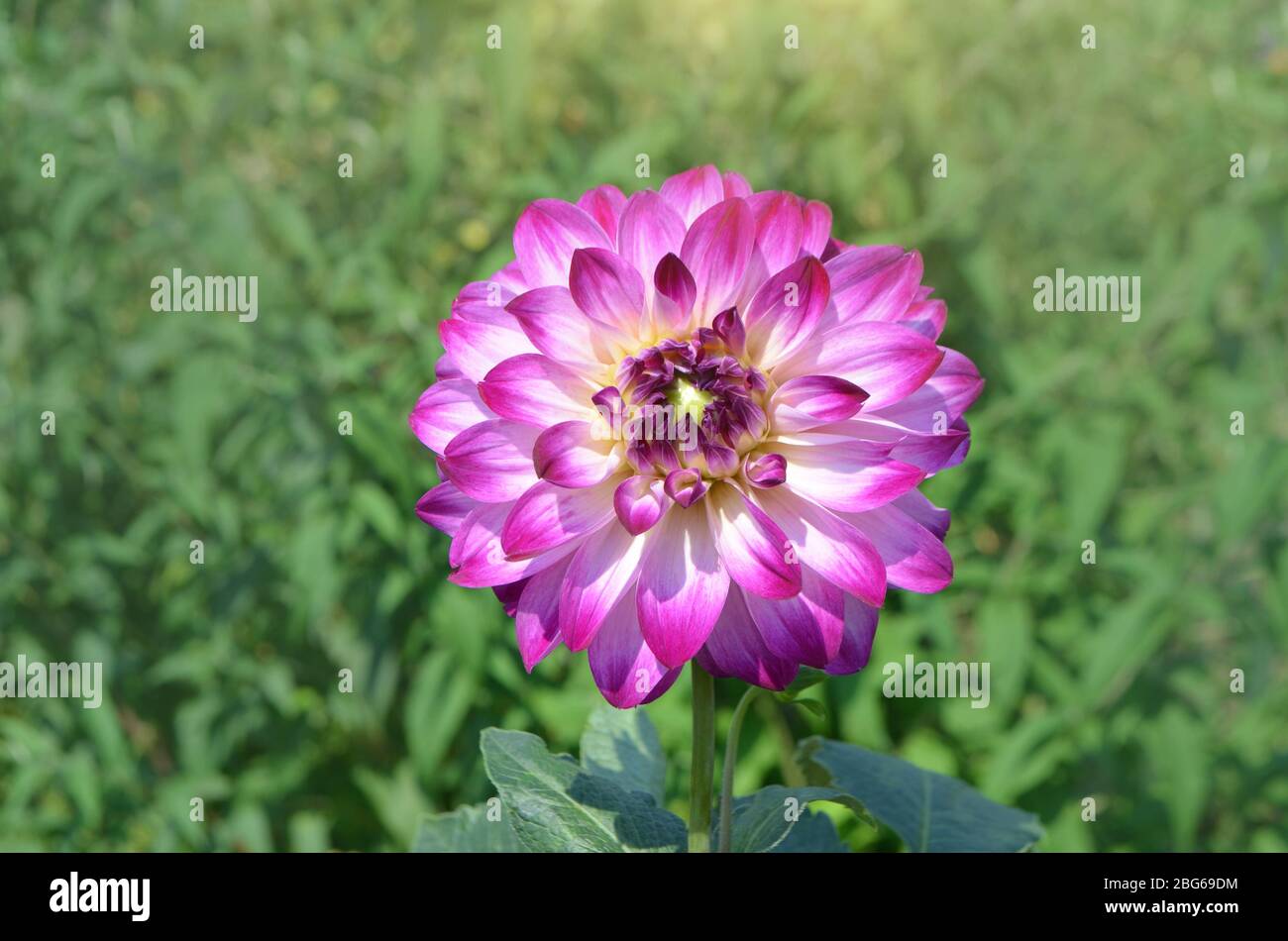 Fleurs violettes de Vancouver dahlia. Variété Dahlia Vancouver avec pétales pourpre à bout blanc. Banque D'Images