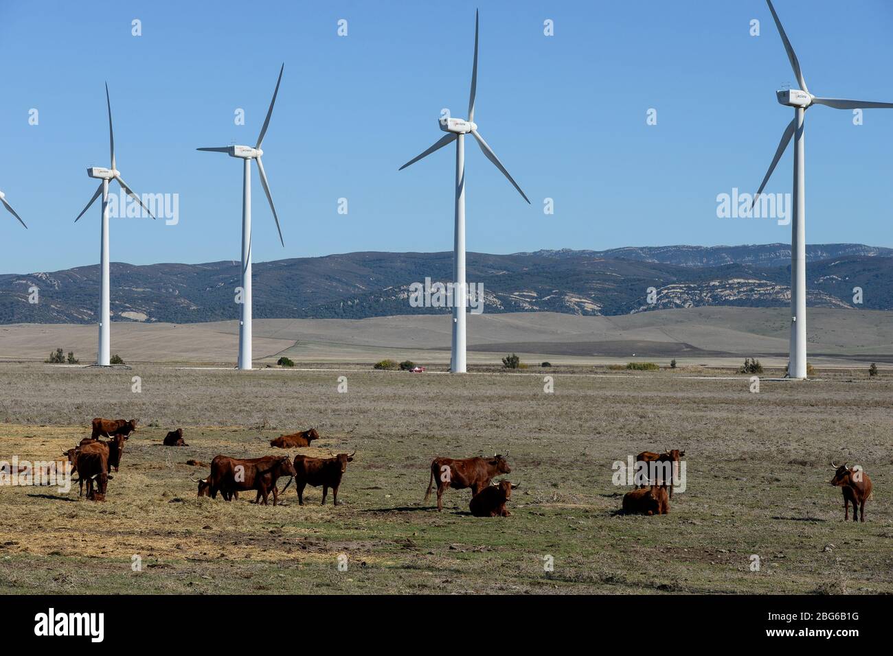 Espagne, Andalousie, Cadix, ferme éolienne dans le village sur ferme de  bétail, taureau de pâturage, Acciona AE-59 éoliennes Photo Stock - Alamy