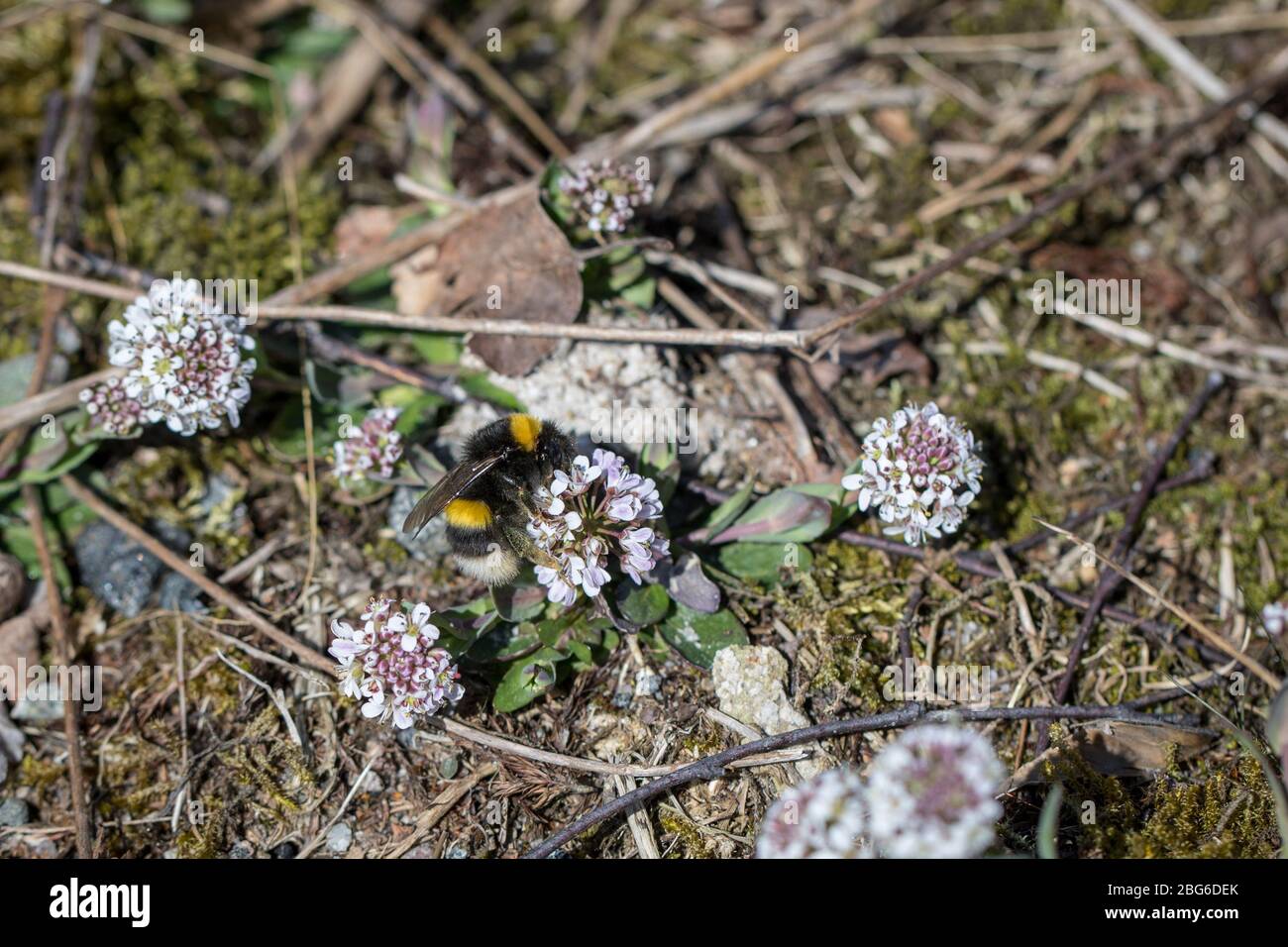 Bumble Bee à queue blanche, Bombus lucorum, sur Noccaea caerulescens Banque D'Images