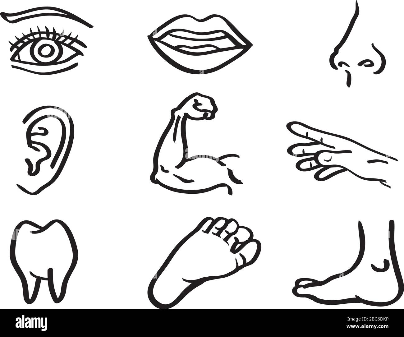 Illustration vectorielle des parties du corps humain, de l'œil, de la bouche, du nez, de l'oreille, du bras, de la main, de la dent et du pied isolés sur fond blanc Illustration de Vecteur