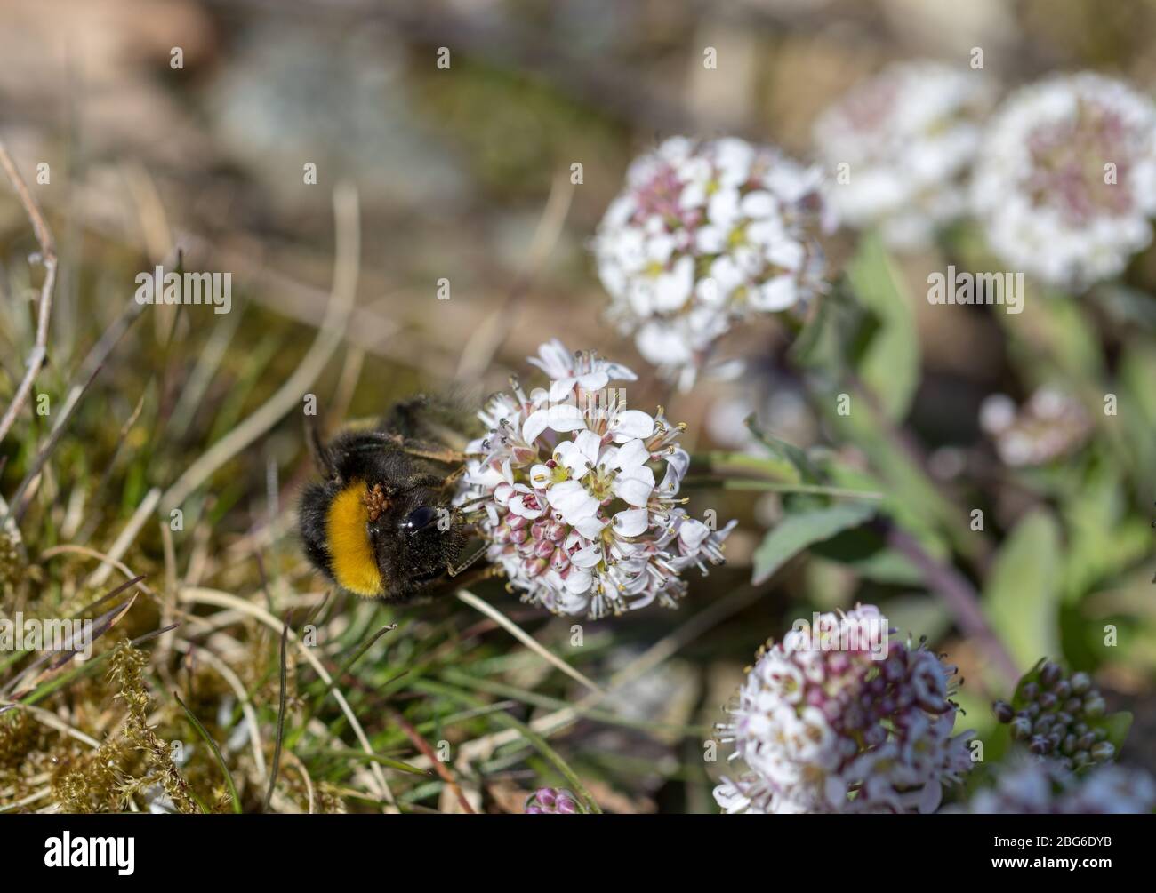 Bumble Bee à queue blanche, Bombus lucorum, reine avec acariens Banque D'Images