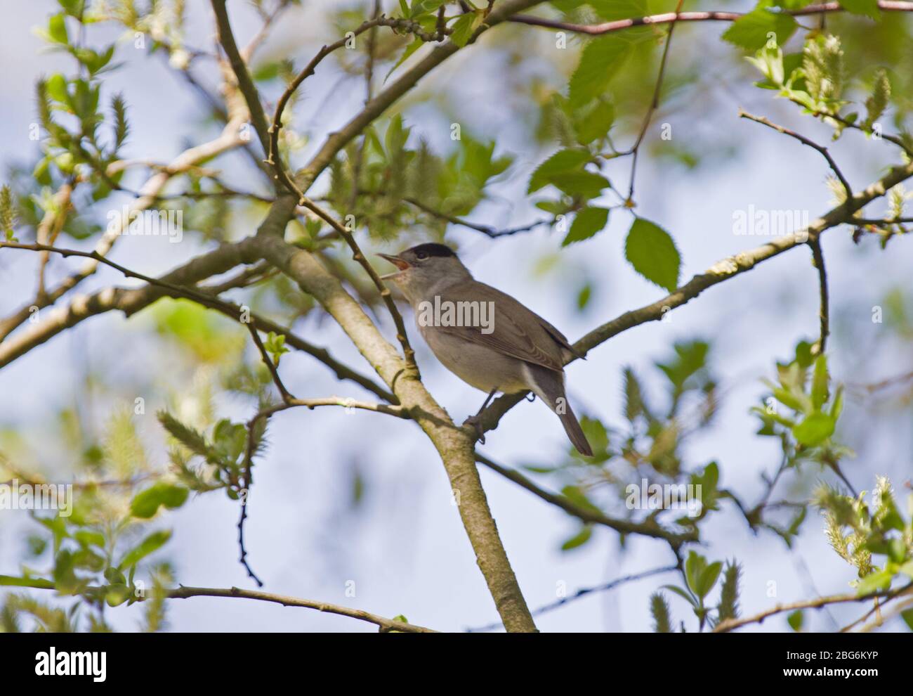 Le blackcap eurasien mâle chantant dans un arbre au printemps Banque D'Images