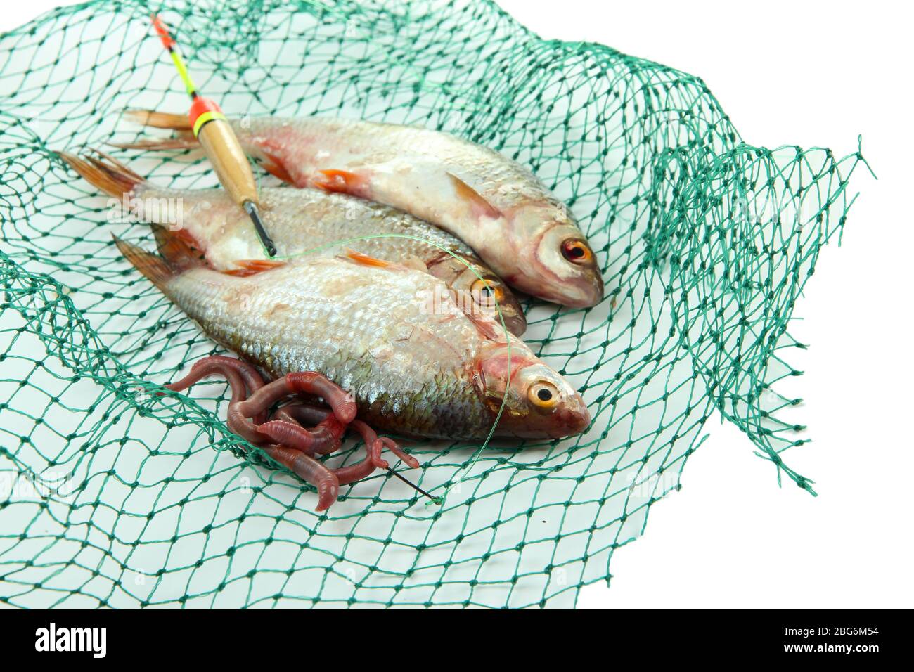 Poissons dans le filet de pêche isolés sur blanc Banque D'Images