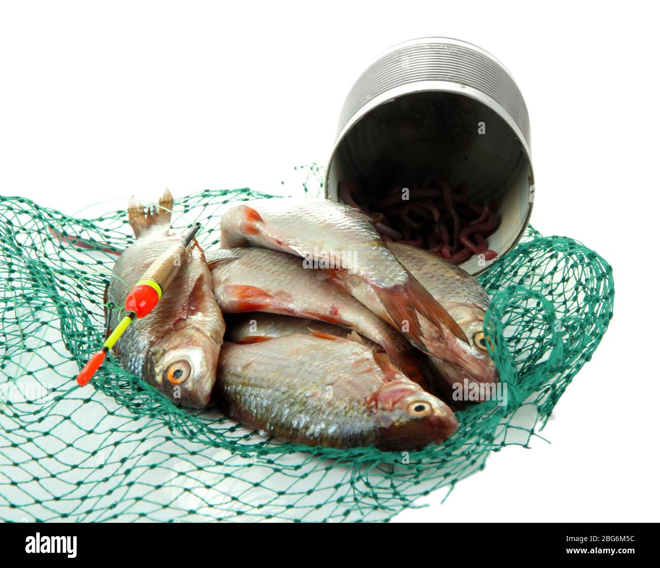 Poissons dans le filet de pêche isolés sur blanc Banque D'Images