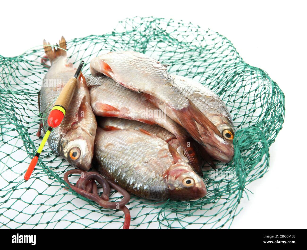 Poissons dans le filet de pêche isolés sur blanc Banque D'Images