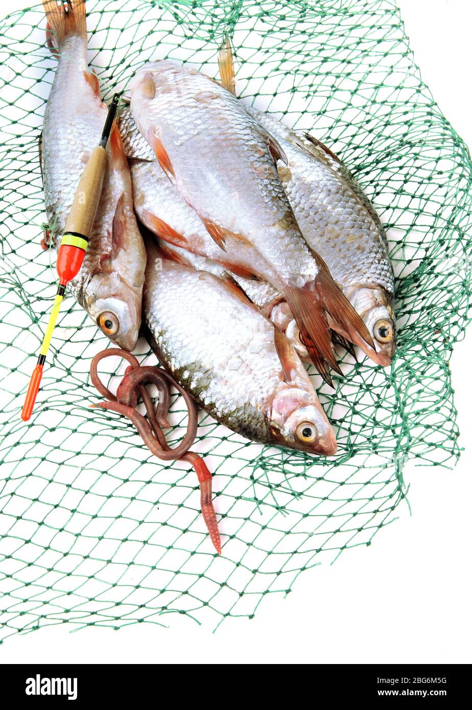 Poissons dans le filet de pêche isolés sur blanc Banque D'Images