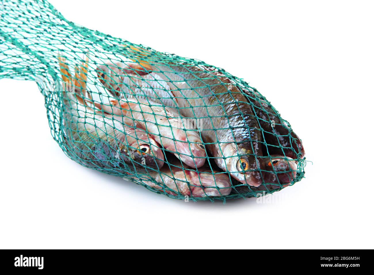 Poissons dans le filet de pêche isolés sur blanc Banque D'Images