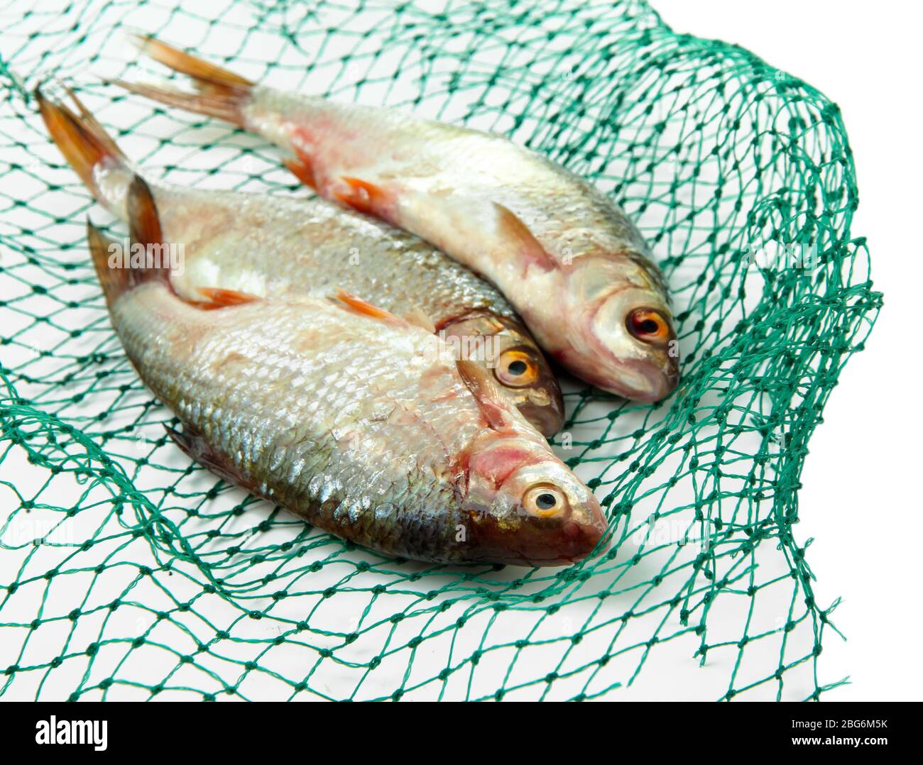 Poissons dans le filet de pêche isolés sur blanc Banque D'Images