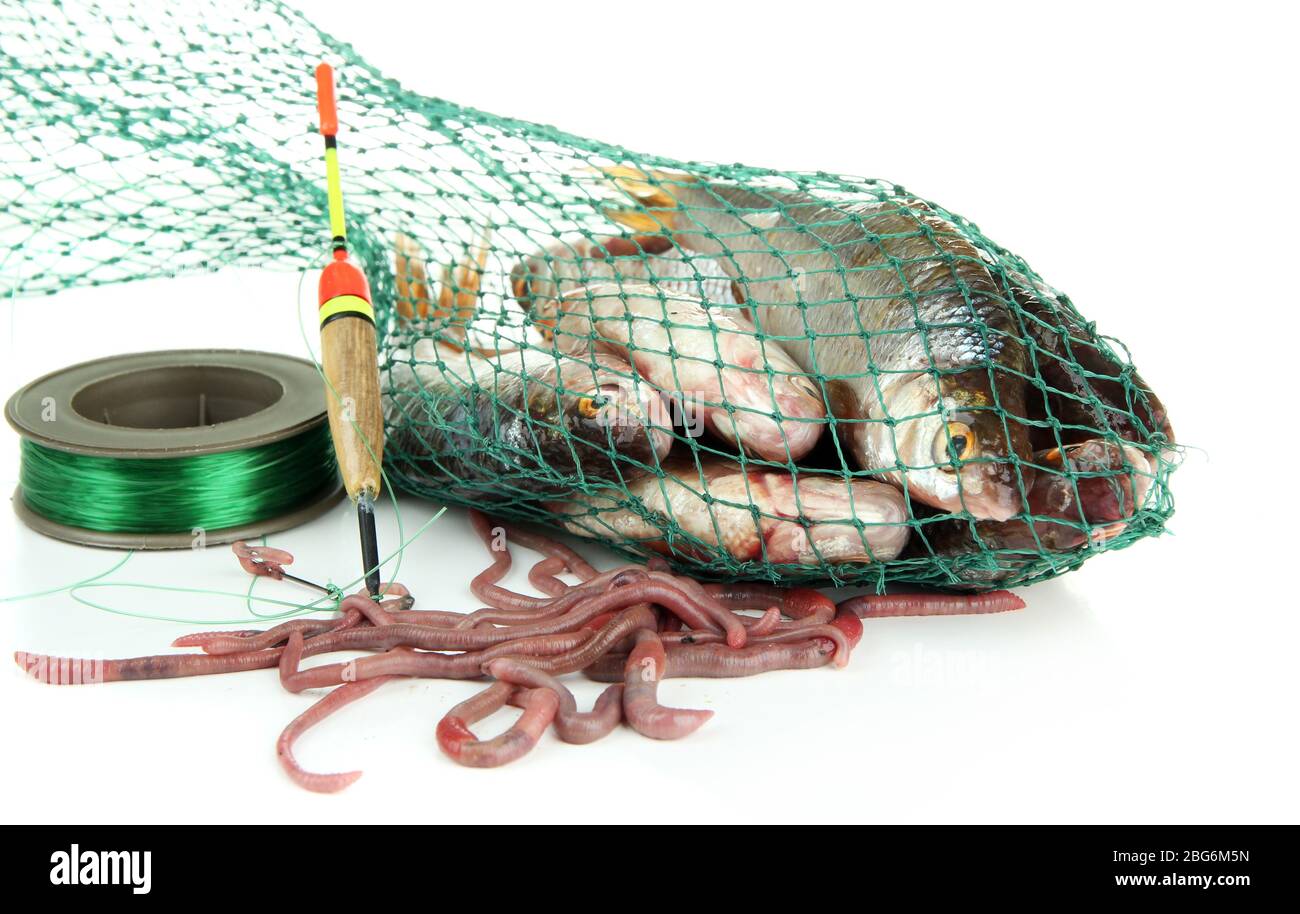Poissons dans le filet de pêche isolés sur blanc Banque D'Images