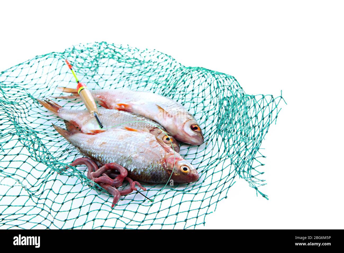 Poissons dans le filet de pêche isolés sur blanc Banque D'Images
