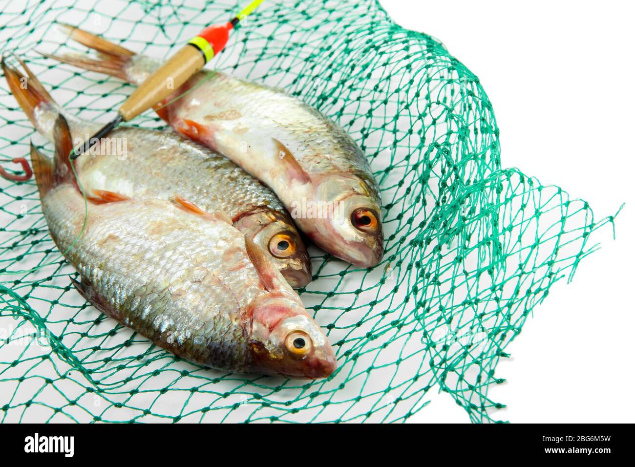 Poissons dans le filet de pêche isolés sur blanc Banque D'Images