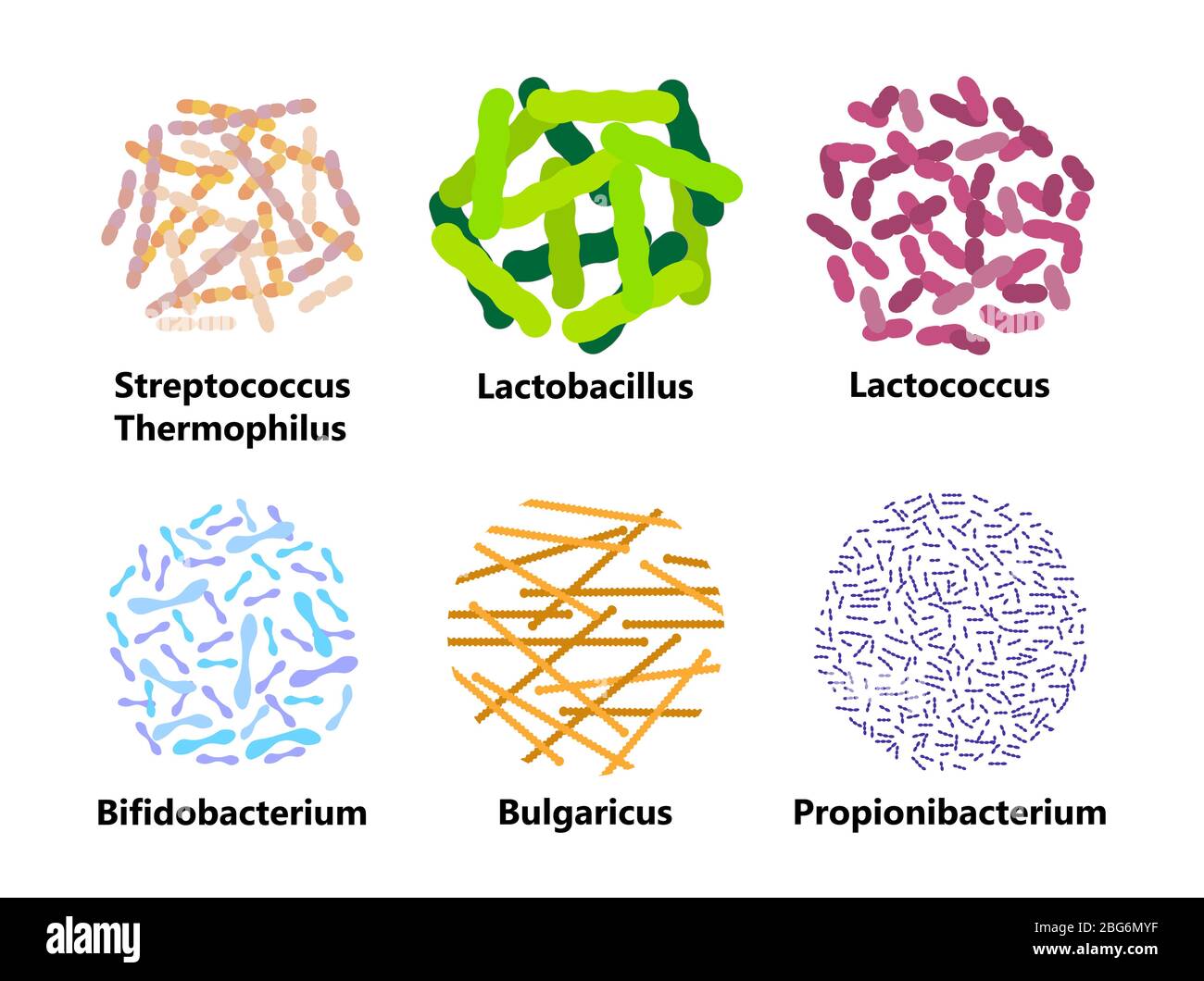 Probiotiques bactéries set vecteur. Lactobacillus, logo bulgaricus avec texte. Des symboles amorphes pour les produits laitiers sont illustrés, tels que le yogourt, l'acidophilus. L Illustration de Vecteur