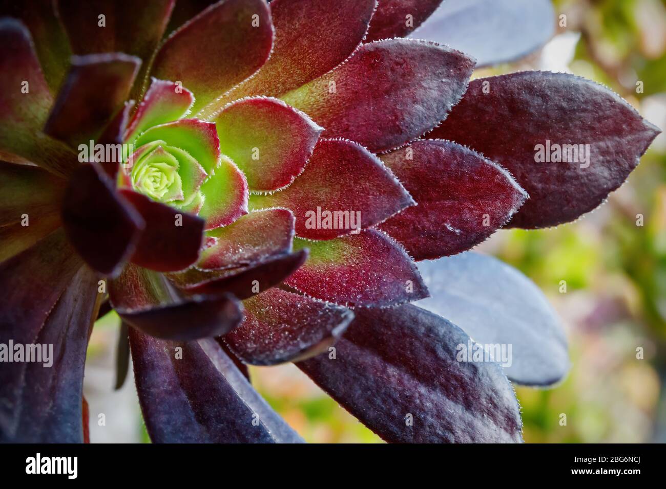 Genre Aeonium de la grande famille des Crassulaceae. Les feuilles, charnelles et enflées, forment des rosettes symétriques et ont des couleurs de vert clair à foncé Banque D'Images