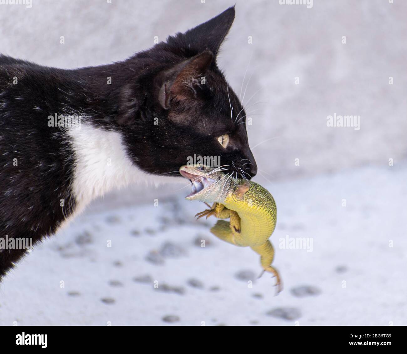 Le chat mâle (Felis catus) chasse et attrape le lézard vert européen (Lacerta viridis) . Chaîne alimentaire animale Banque D'Images