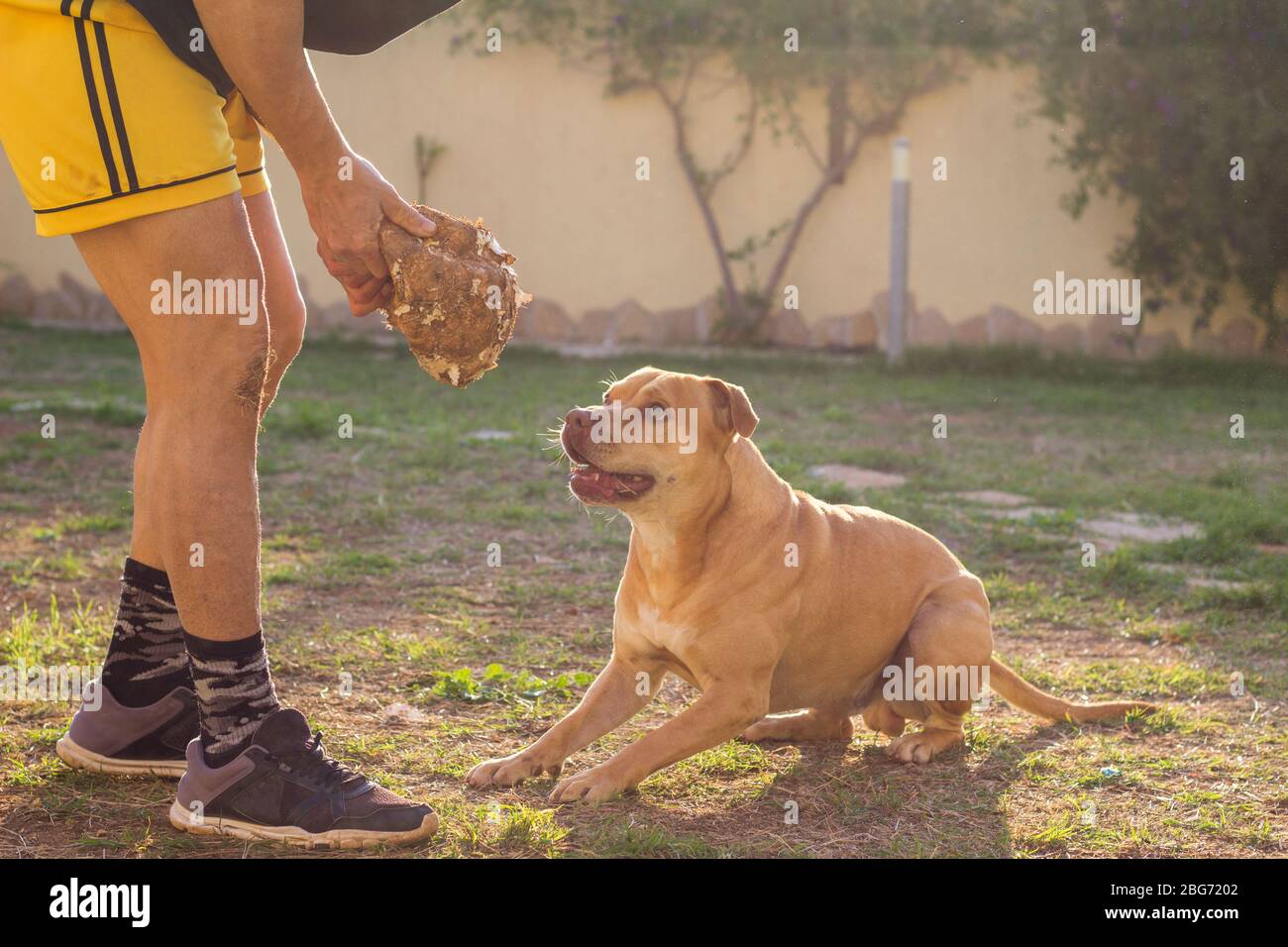 Homme jouant avec le chien dans le jardin Banque D'Images