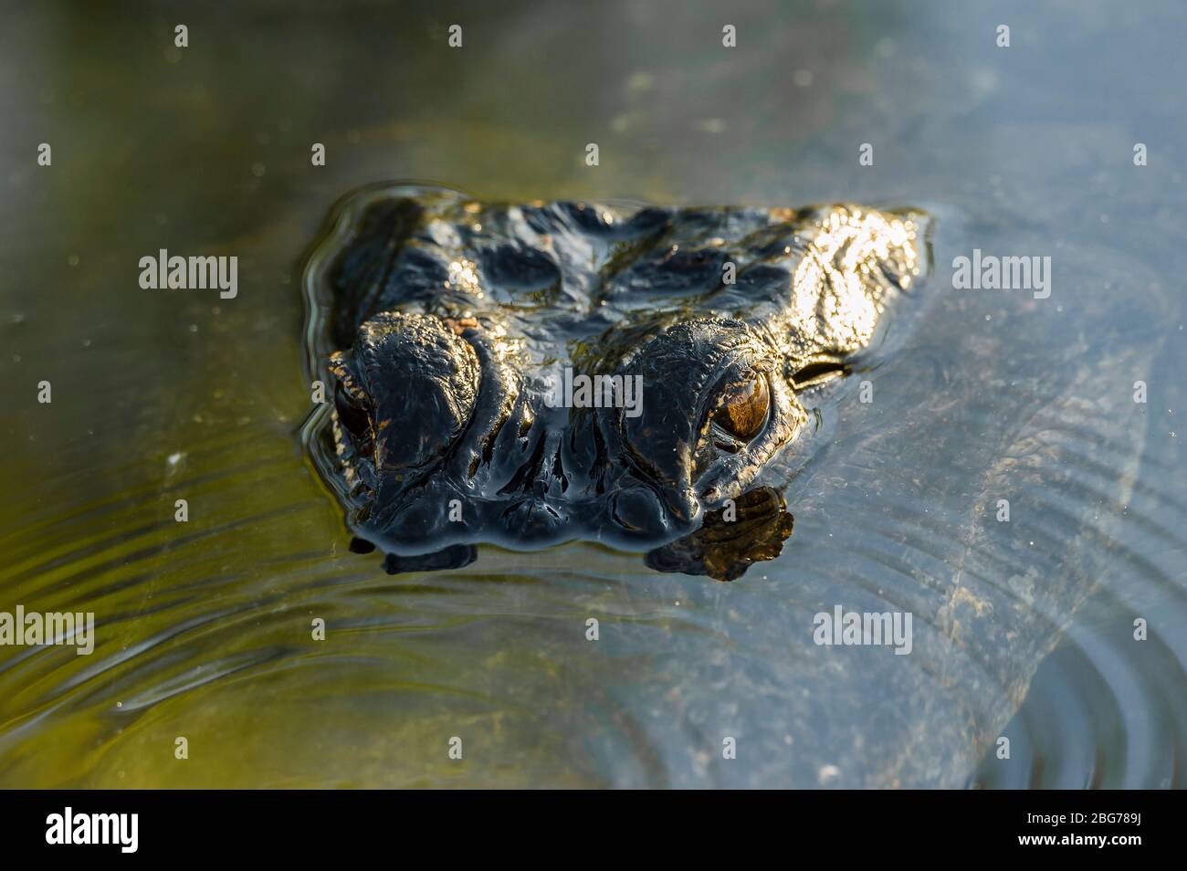 American Alligator (Alligator missippensis), Everglades NP, FL, par Dominique Braud/Dembinsky photo Assoc Banque D'Images