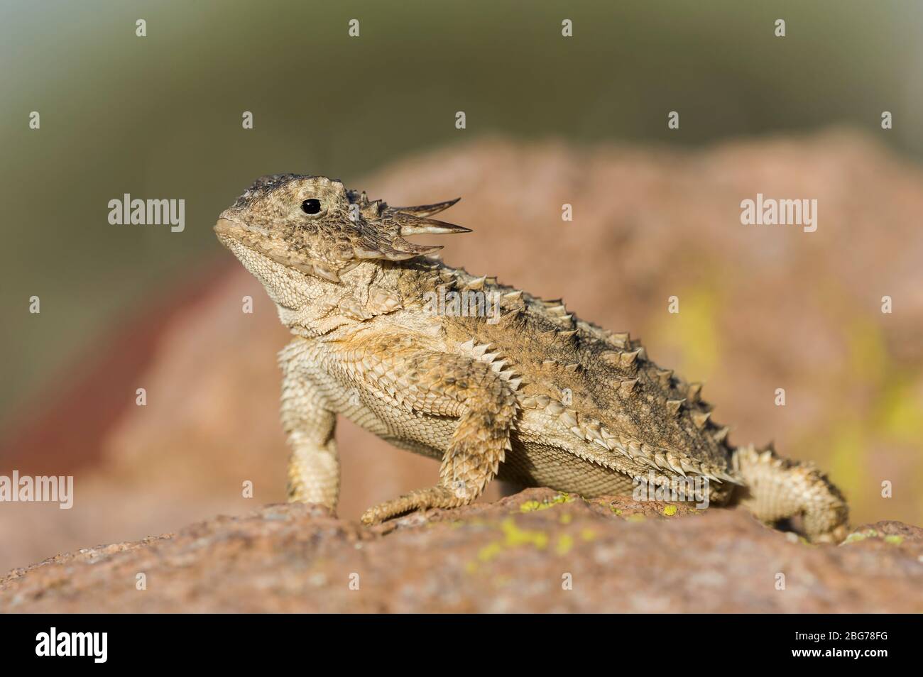 Regal Horned Lizard (Phrynosoma solare), Arizona, États-Unis, par Dominique Braud/Dembinsky photo Assoc Banque D'Images