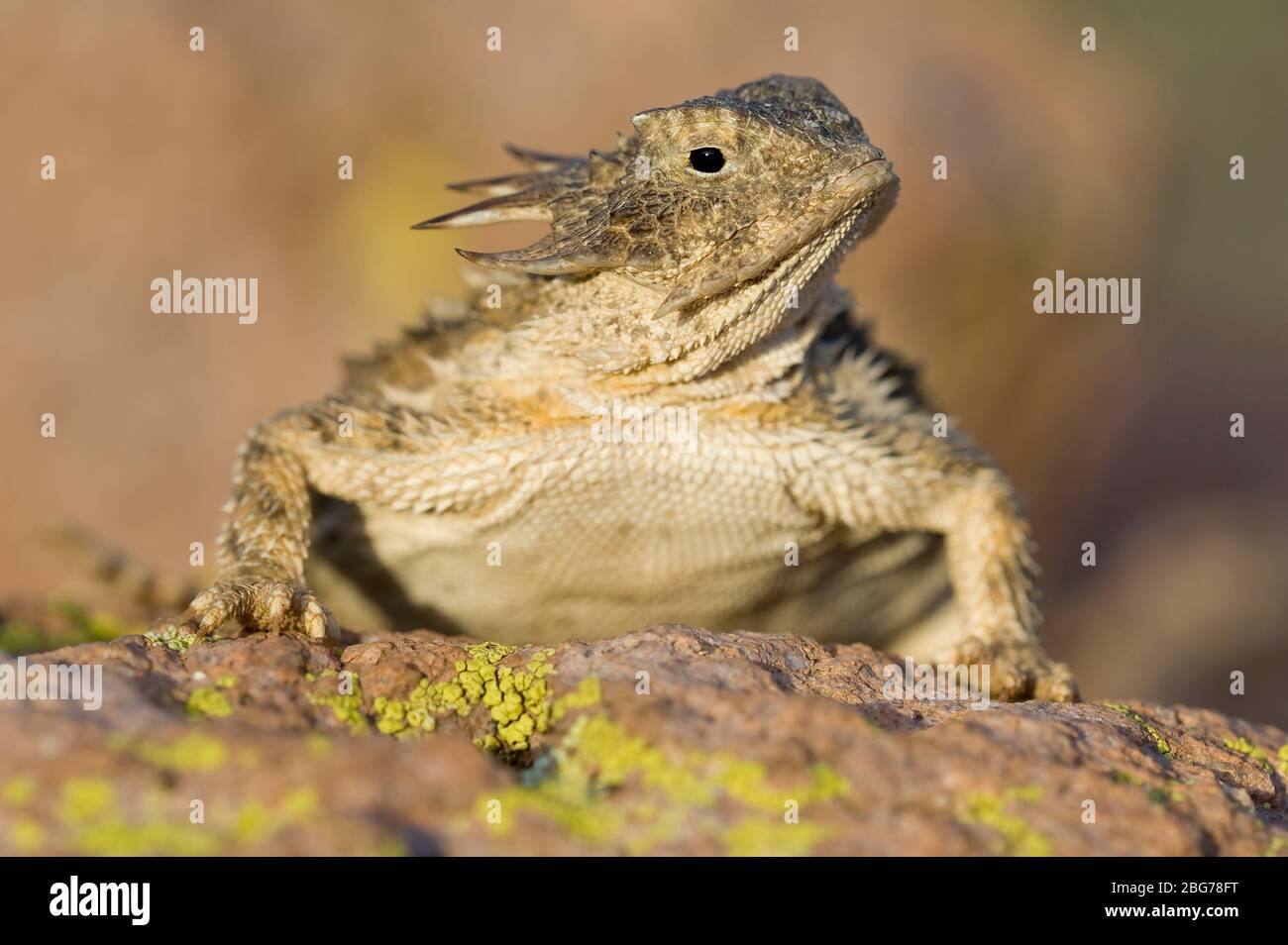 Regal Horned Lizard (Phrynosoma solare), Arizona, États-Unis, par Dominique Braud/Dembinsky photo Assoc Banque D'Images
