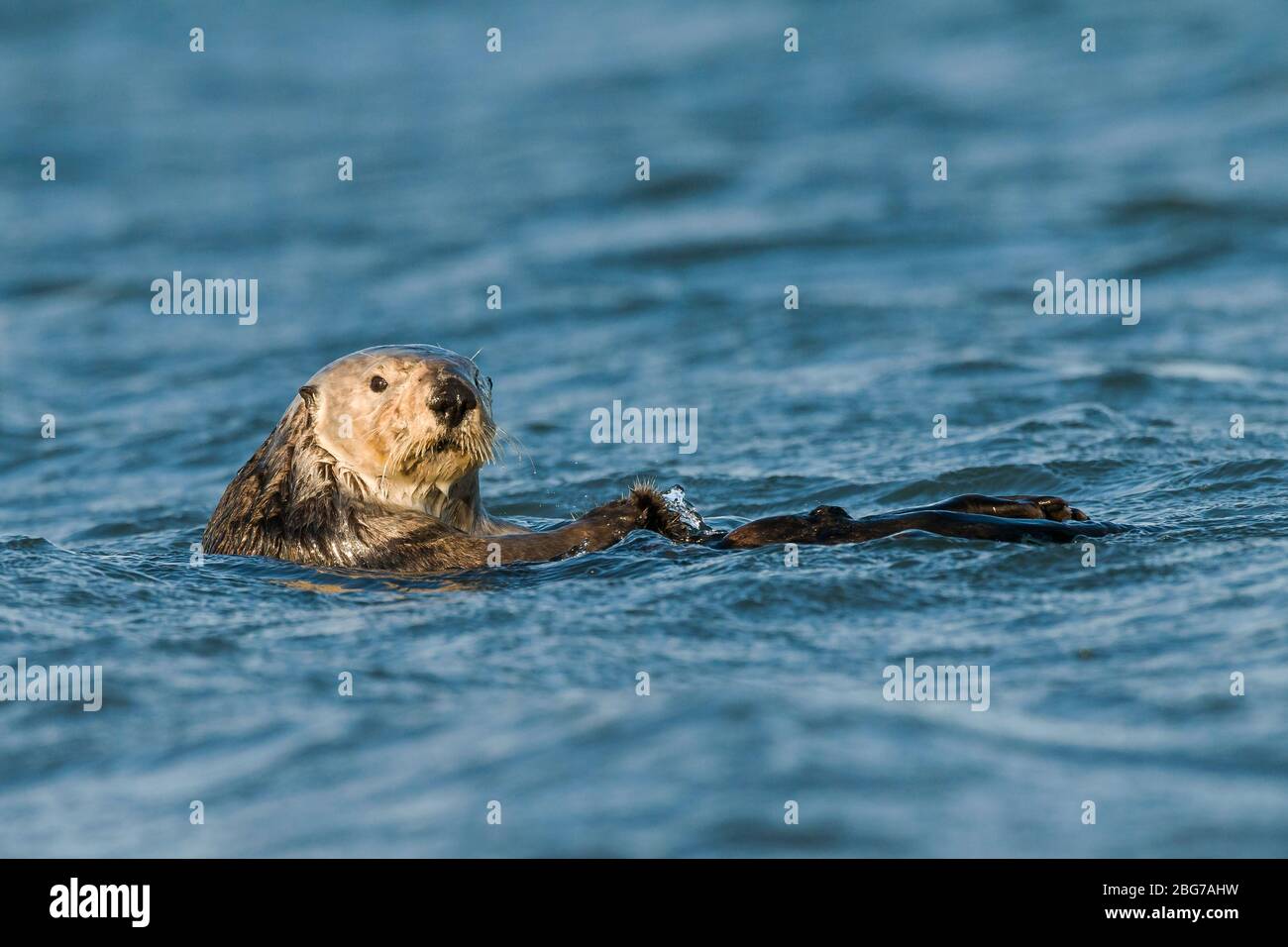 Otter de mer (Enhydra lutris). Moss Landing Bay, Comté de Monterey, CA, États-Unis, par Dominique Braud/Dembinsky photo Assoc Banque D'Images