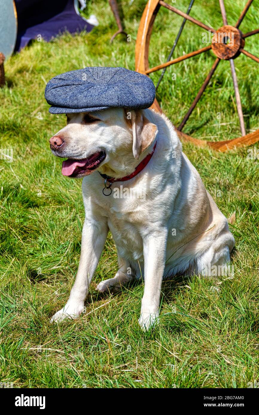 Un chien du Labrador portant un chapeau plat Banque D'Images