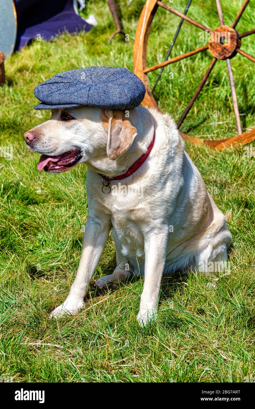 Un chien du Labrador portant un chapeau plat Banque D'Images