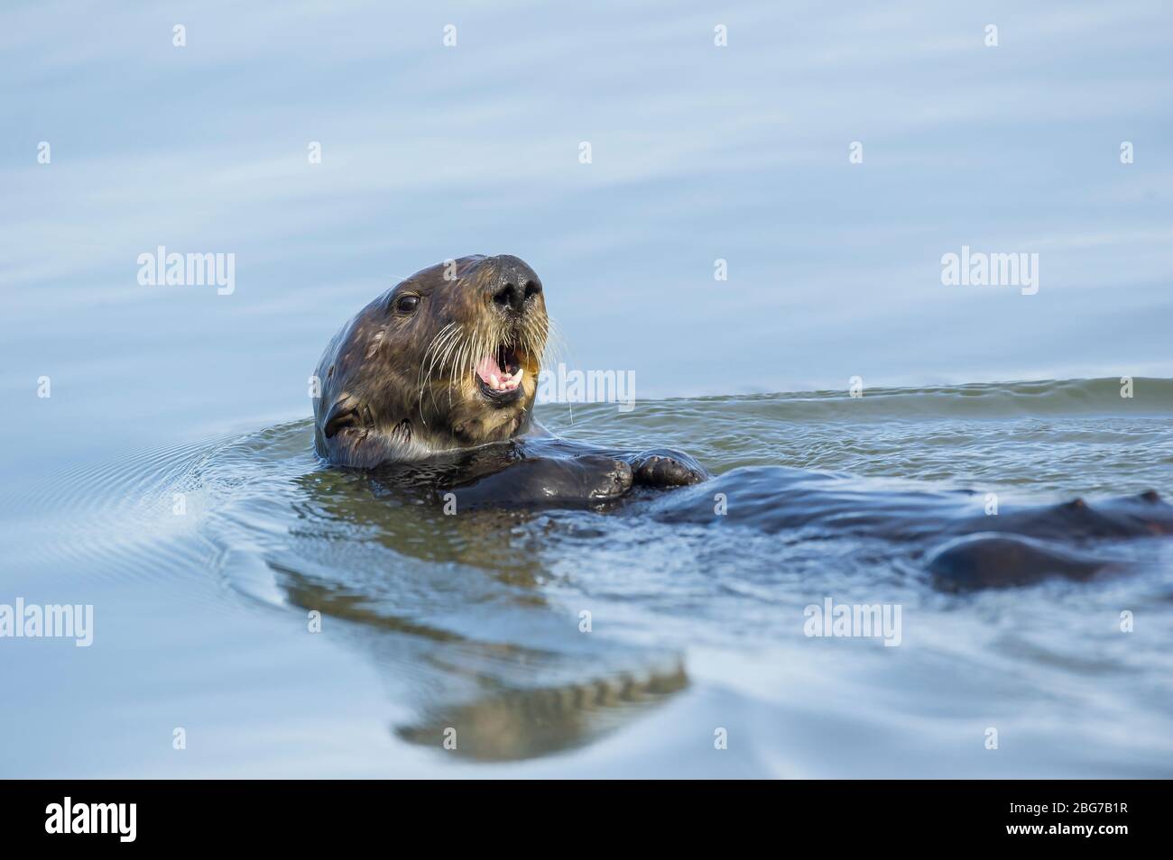 Otter de mer (Enhydra lutris). Moss Landing Bay, Comté de Monterey, CA, États-Unis, par Dominique Braud/Dembinsky photo Assoc Banque D'Images