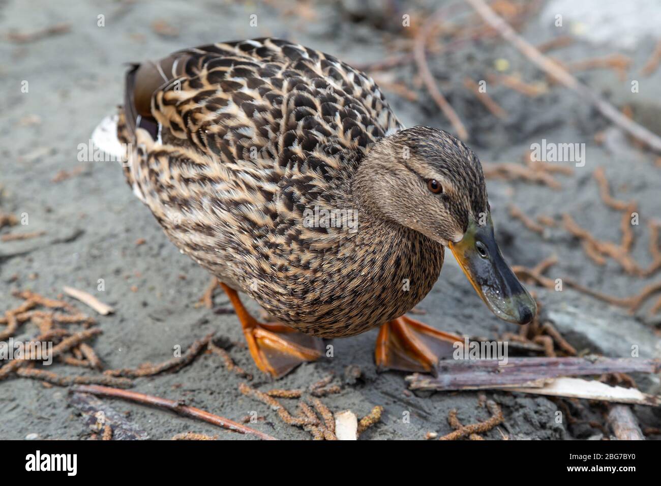 Gros plan de la femelle malard marchant dans le sable sur une plage - Anas platyrhynchos Banque D'Images Gros plan de la femelle malard marchant dans le sable sur une plage - Anas platyrhynchos Banque D'Images
