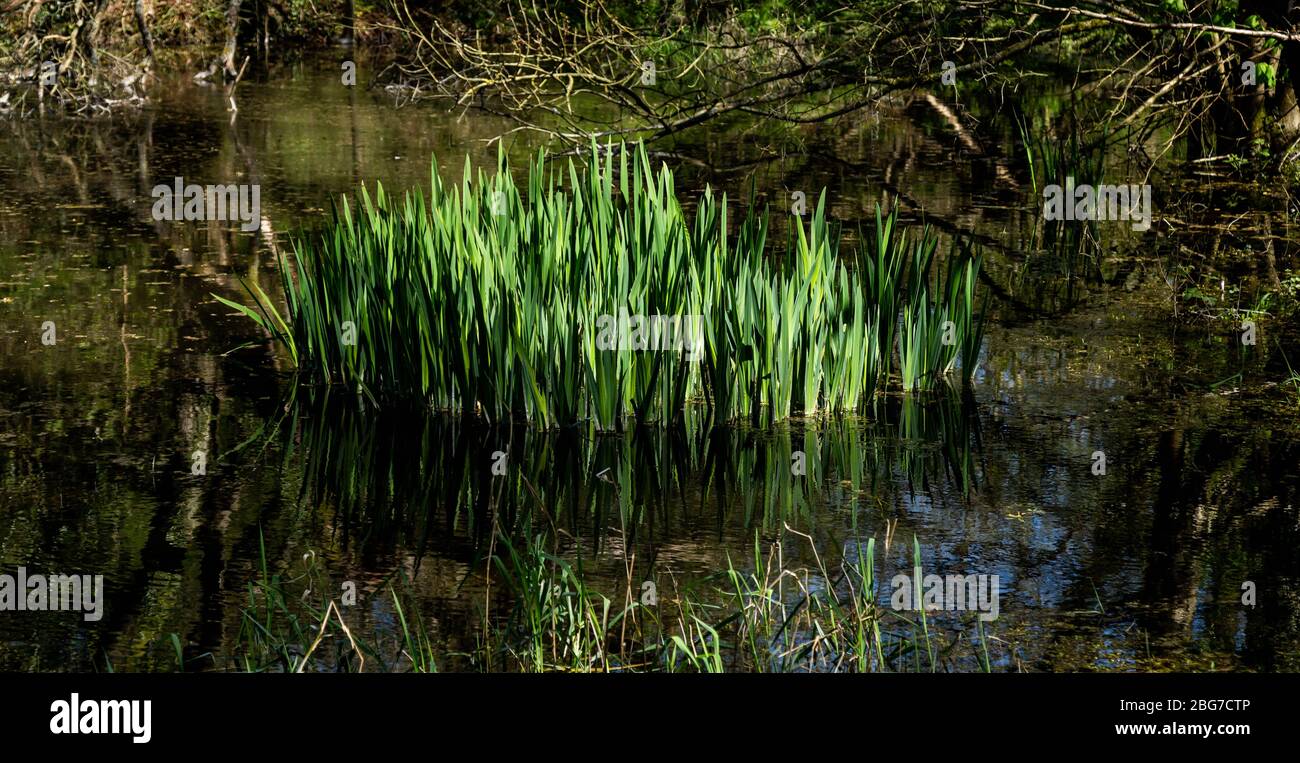 Des roseaux d'eau qui poussent dans un petit étang. Banque D'Images