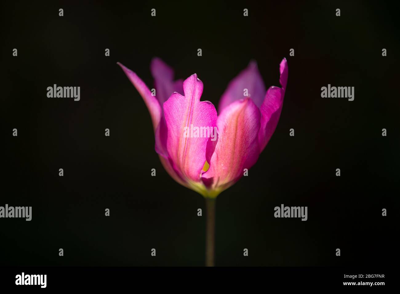 Une tulipe violette qui pousse dans un jardin dans le Worcestershire, au Royaume-Uni Banque D'Images