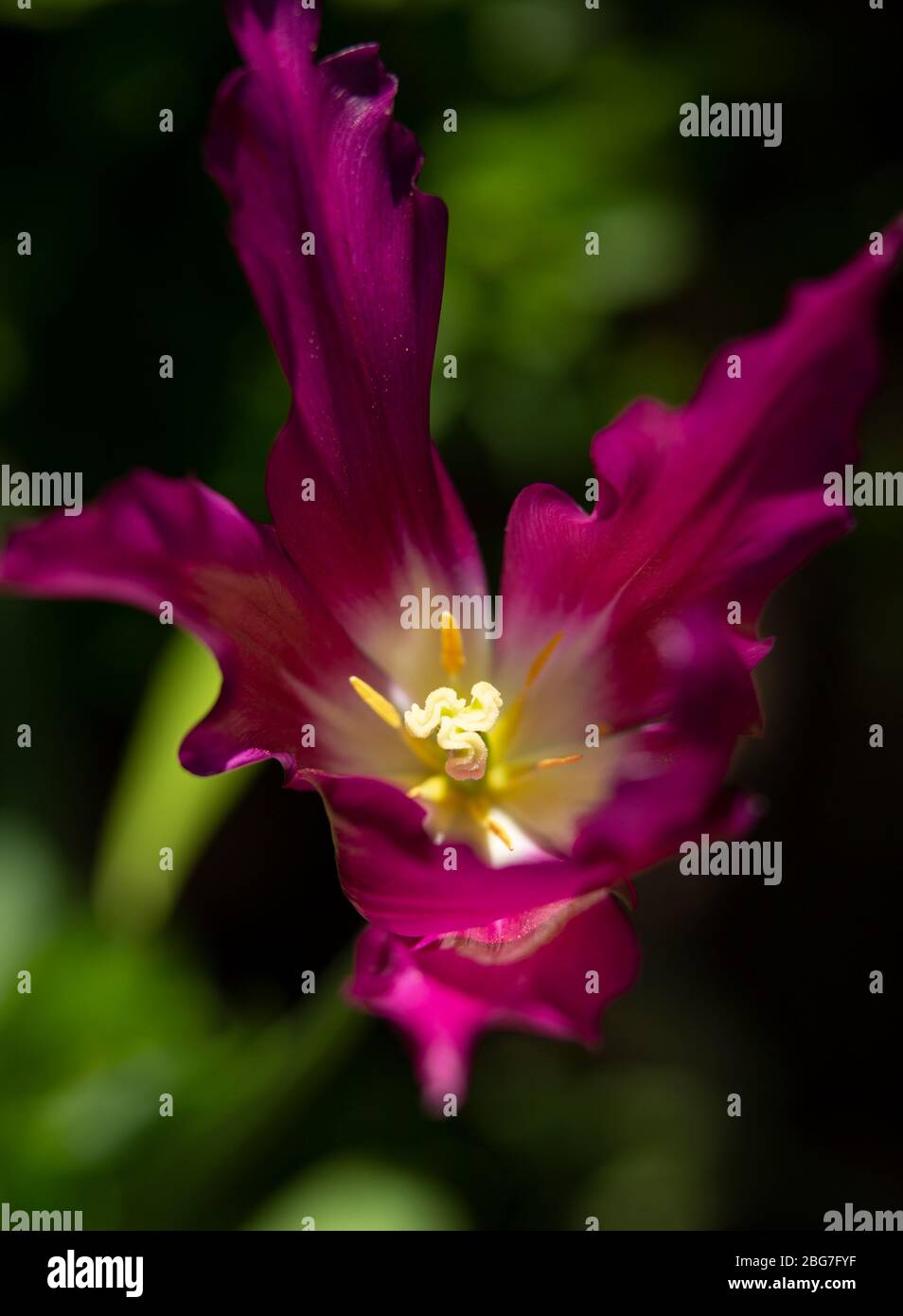 Une tulipe violette qui pousse dans un jardin dans le Worcestershire, au Royaume-Uni Banque D'Images